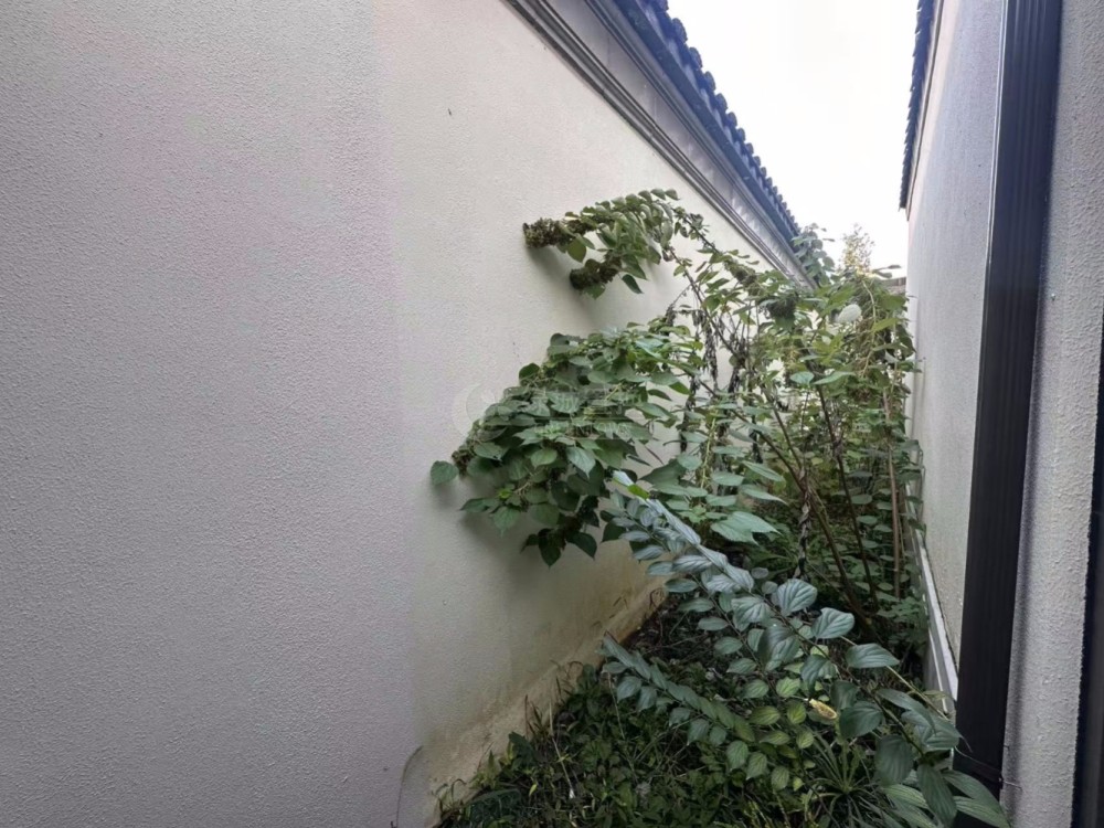 院子